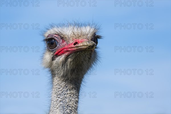 Portrait of an ostrich in an ostrich farm