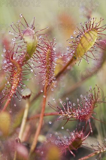 Oblong-leaved sundew