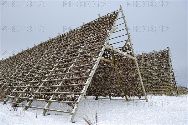 Drying racks for stockfish