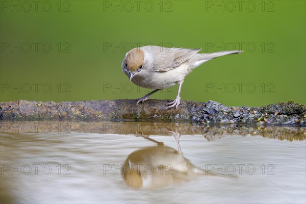 Blackcap