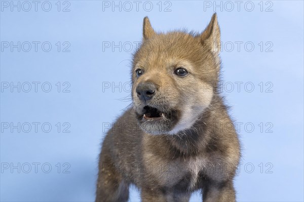 European gray wolf