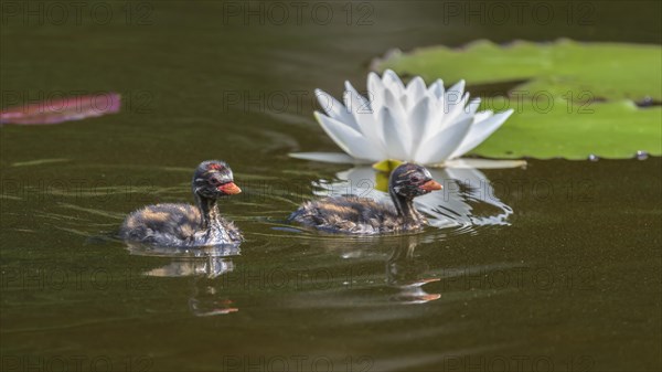 Little Grebe