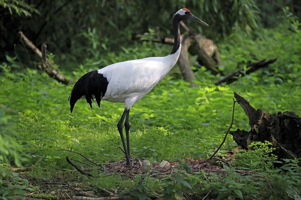 Red-crowned crane