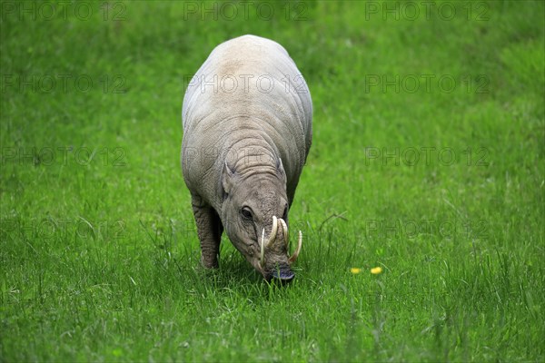 North sulawesi babirusa