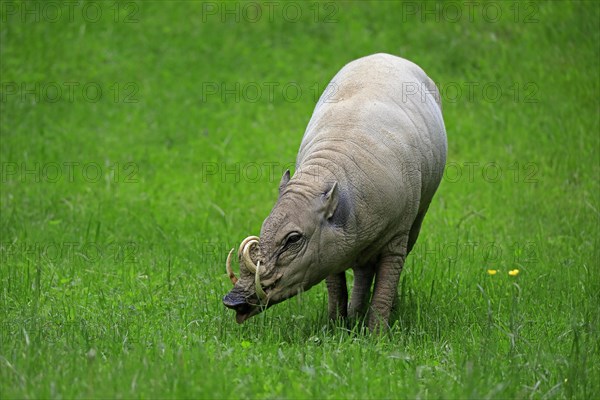 North sulawesi babirusa