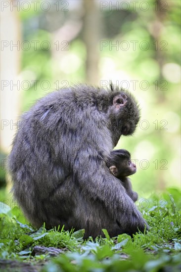 Japanese macaque