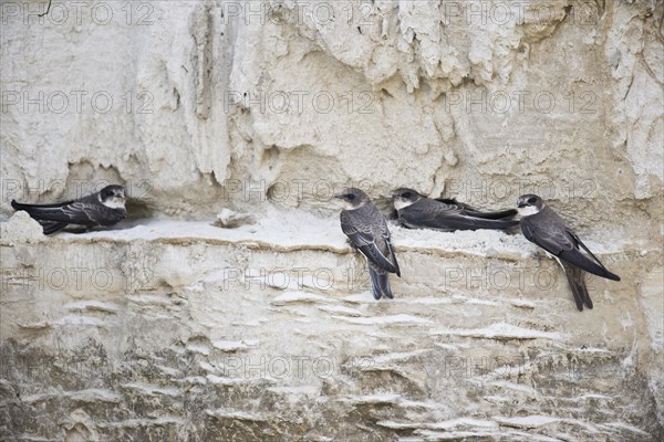 Sand martins