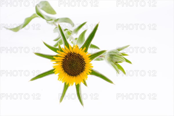 Hand holding yellow sunflower on a white background