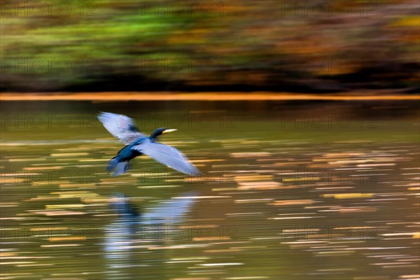 Great cormorant