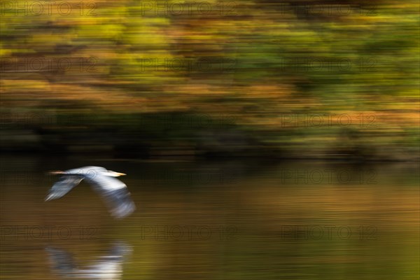 Grey heron