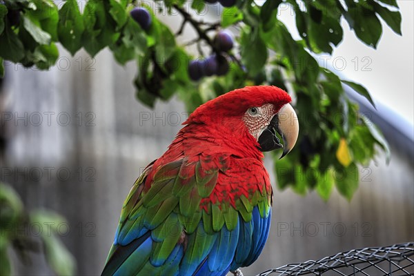 Red-and-green macaw