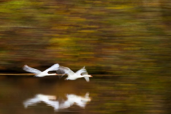 Mute swans