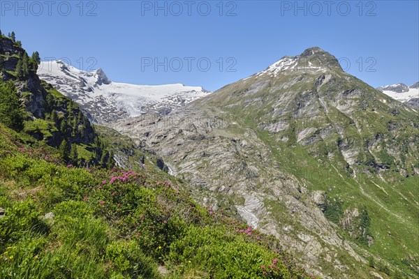 Grossvenediger with alpine roses