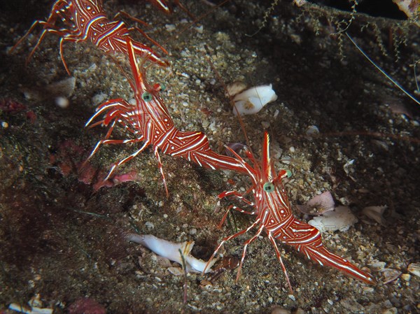 Camel shrimp