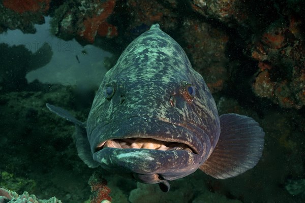 Portrait of potato grouper