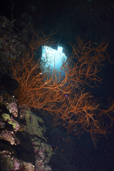 Black wire coral