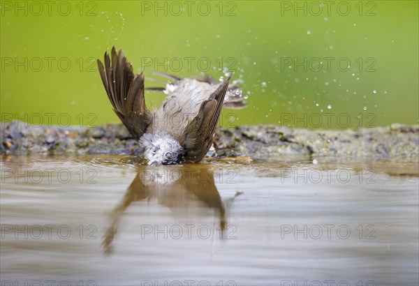 Bathing blackcap