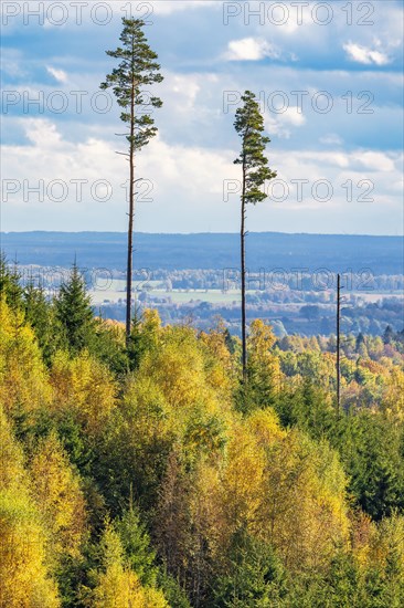 High angle view at a forest landscape with pine trees in autumn
