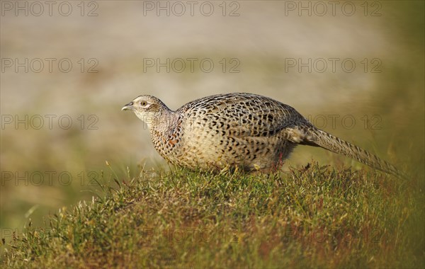 Pheasant