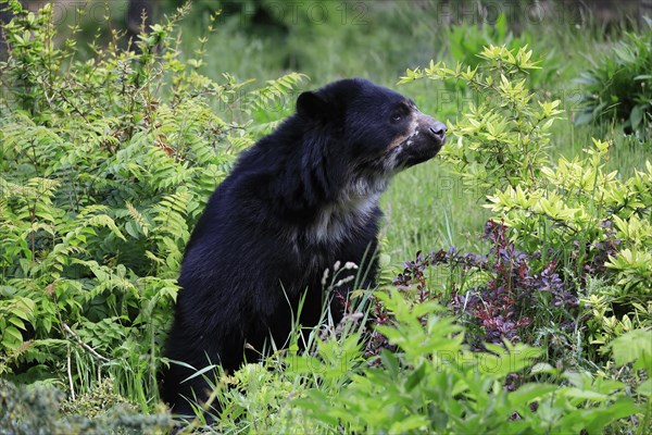 Spectacled bear