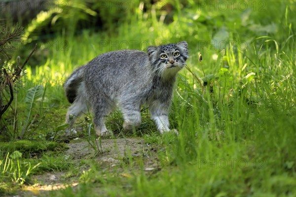 Manul