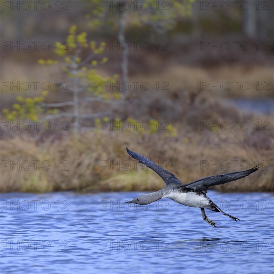 Red-throated diver