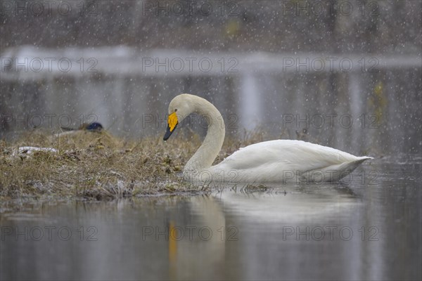 Whooper Swan