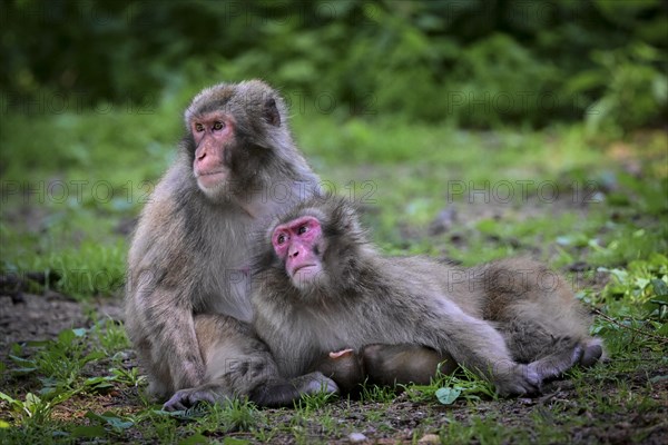 Japanese macaque