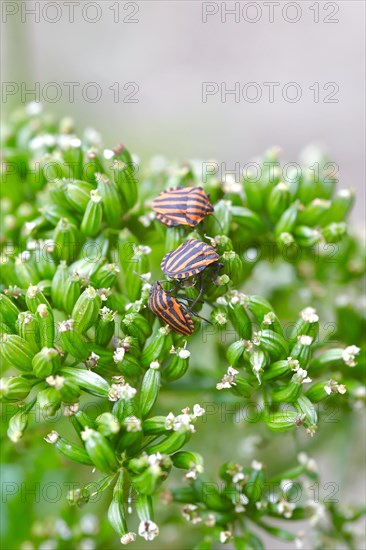 Scottish motherwort with striped bug