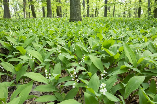 Lily of the valley