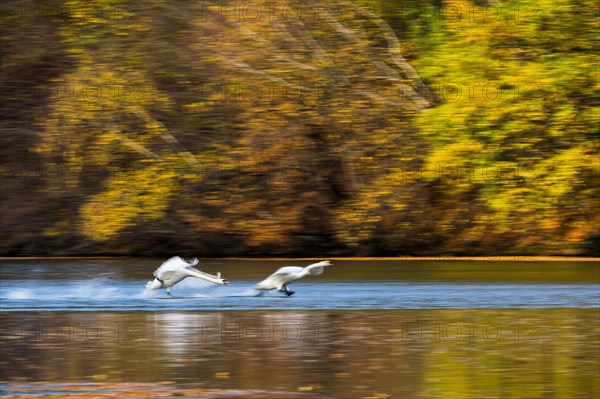 Mute Swan