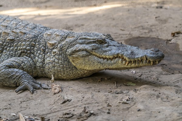 Nile crocodile in the sacred crocodile pool of Kachikally