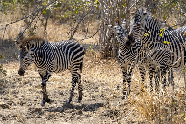 Plains Zebra of the subspecies crawshay's zebra