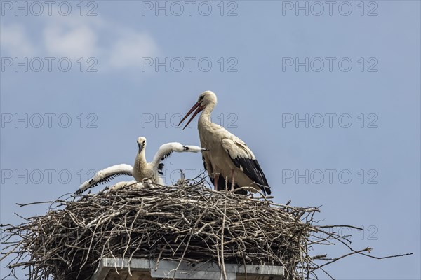 Breeding stork