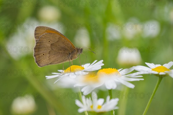 Meadow brown