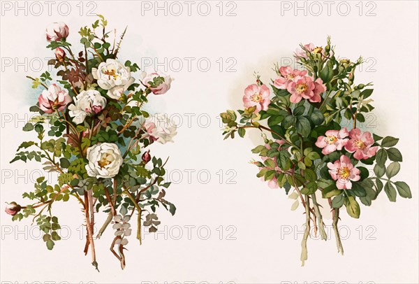 Romantic Bouquet of White and Pink Roses