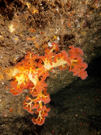 Red tree coral