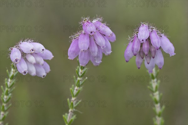 Cross-leaved heath