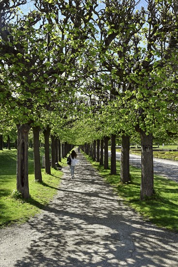 Pruned trees in Bruehl Palace Park