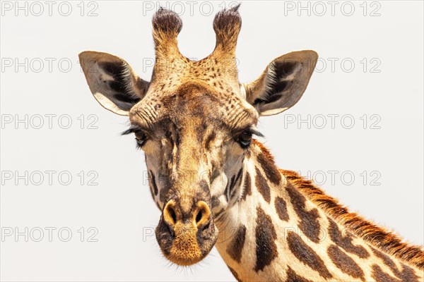 Close up at a Giraff