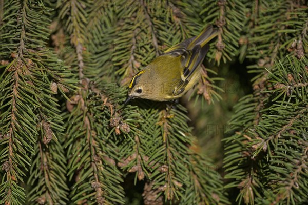 Winter Goldcrest