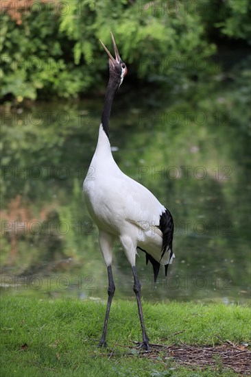 Red-crowned crane