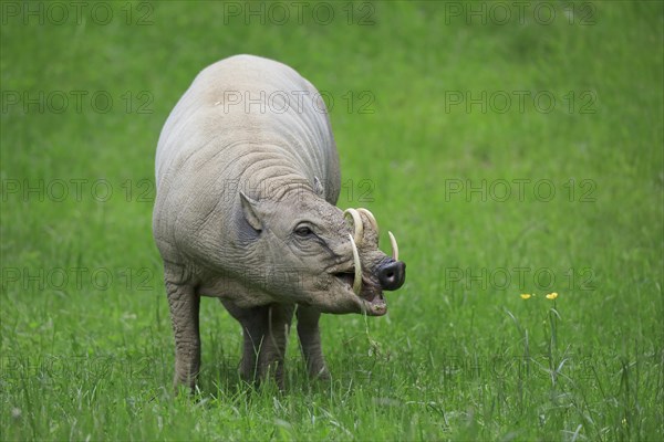 North sulawesi babirusa