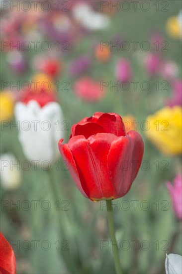 Outstanding colorful tulip flower bloom in the spring garden