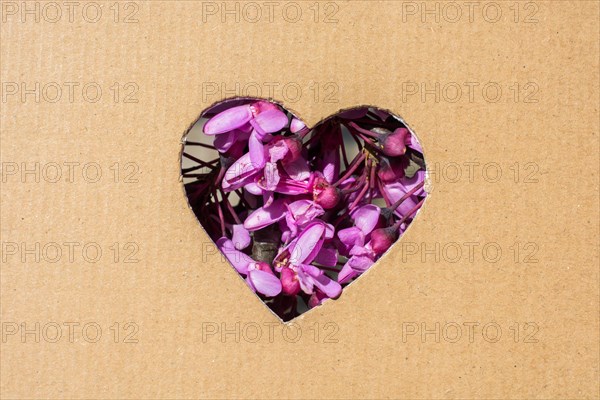 Flowers seen through heart shape cut out of cardboard