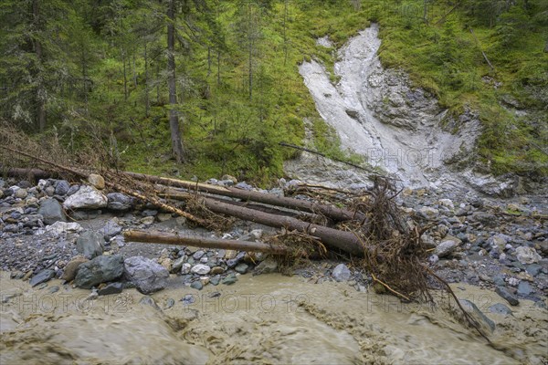 Uprooted trees after a flood