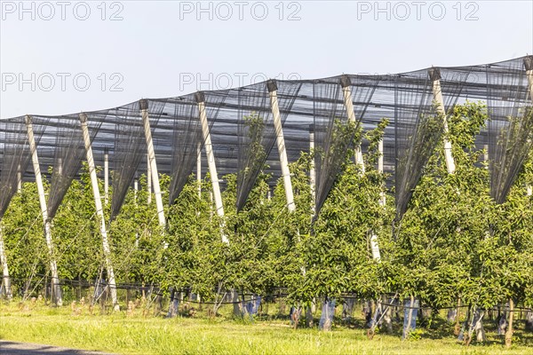 The Heilbronner Land is an important growing area for apple and other fruit varieties