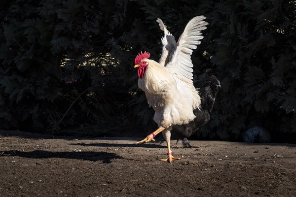 Ballet dancer. A white free range rooster with a short tail feathers in his enclosure