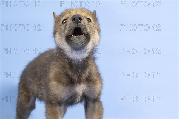 European gray wolf