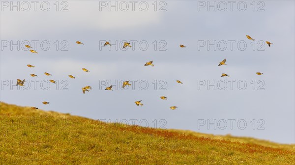 Linnets